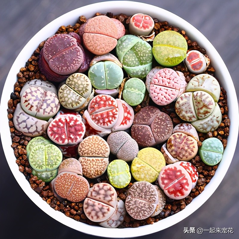 最好养的老桩几款多肉,多肉小苗如何长成老桩