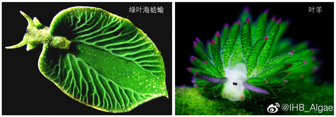 什么是藻类,什么是藻类图片