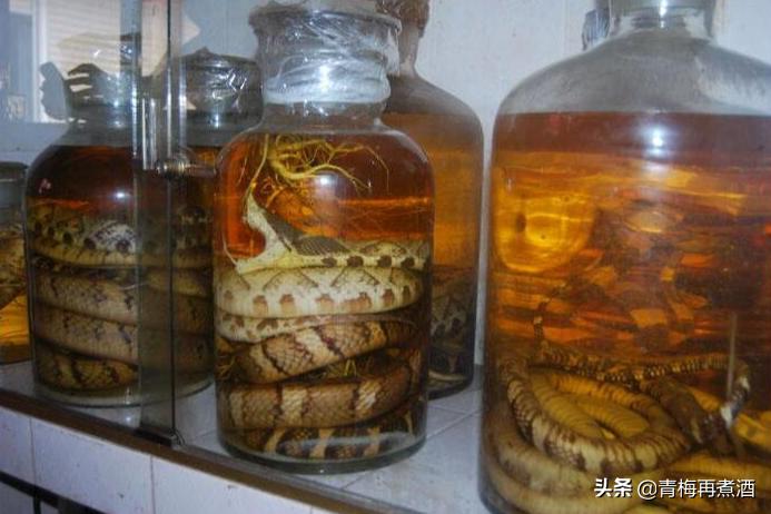 活蛇泡酒寄生虫能泡死么,蛇泡酒泡了三年没死还咬死个人