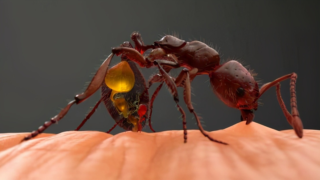 亚马逊雨林到底有多恐怖,地球之肺亚马逊雨林有多可怕
