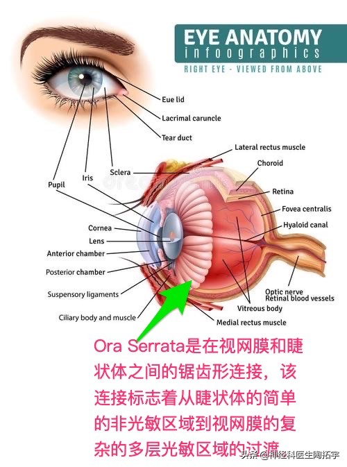眼球人体解剖学讲解,眼睛解剖讲解