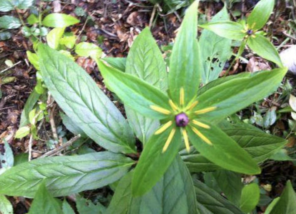 路边常见的野草名称,有种野草在路边非常常见