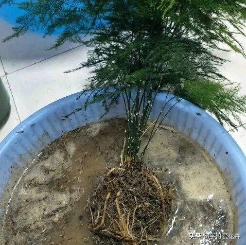 文竹烂根怎么补救,文竹烂根怎么办如何补救