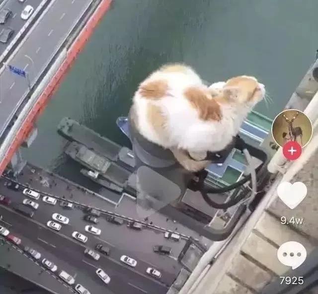 我的猫掉下楼死了怎么办,我的猫跳楼死了