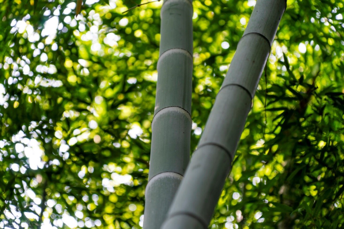 一把古风折扇,天津杨柳青折扇