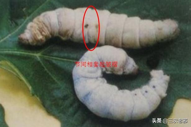 家蚕脓病用什么药治疗有效果,蚕血液性脓病最佳治疗方法