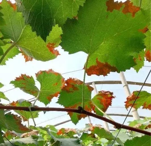 葡萄日灼最佳治疗方法,葡萄套袋可以避免日灼和气灼吗