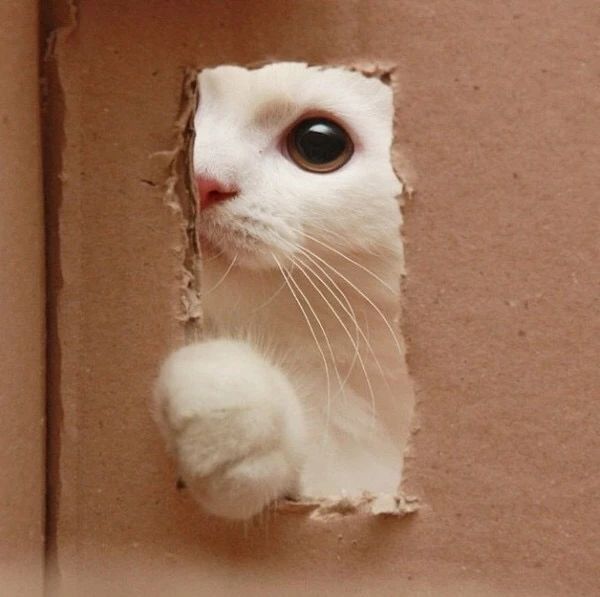 猫咪呕吐到底咋回事?掌握这几点你就知道该怎么做