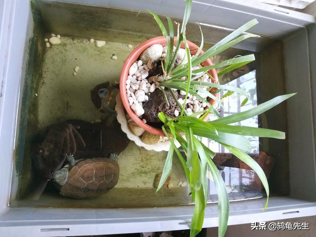 为什么不能养乌龟迷信,不能养在水里的乌龟怎么养