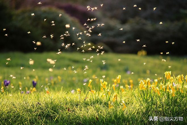 七分天注定三分靠打拼云南,真正的根雕手艺