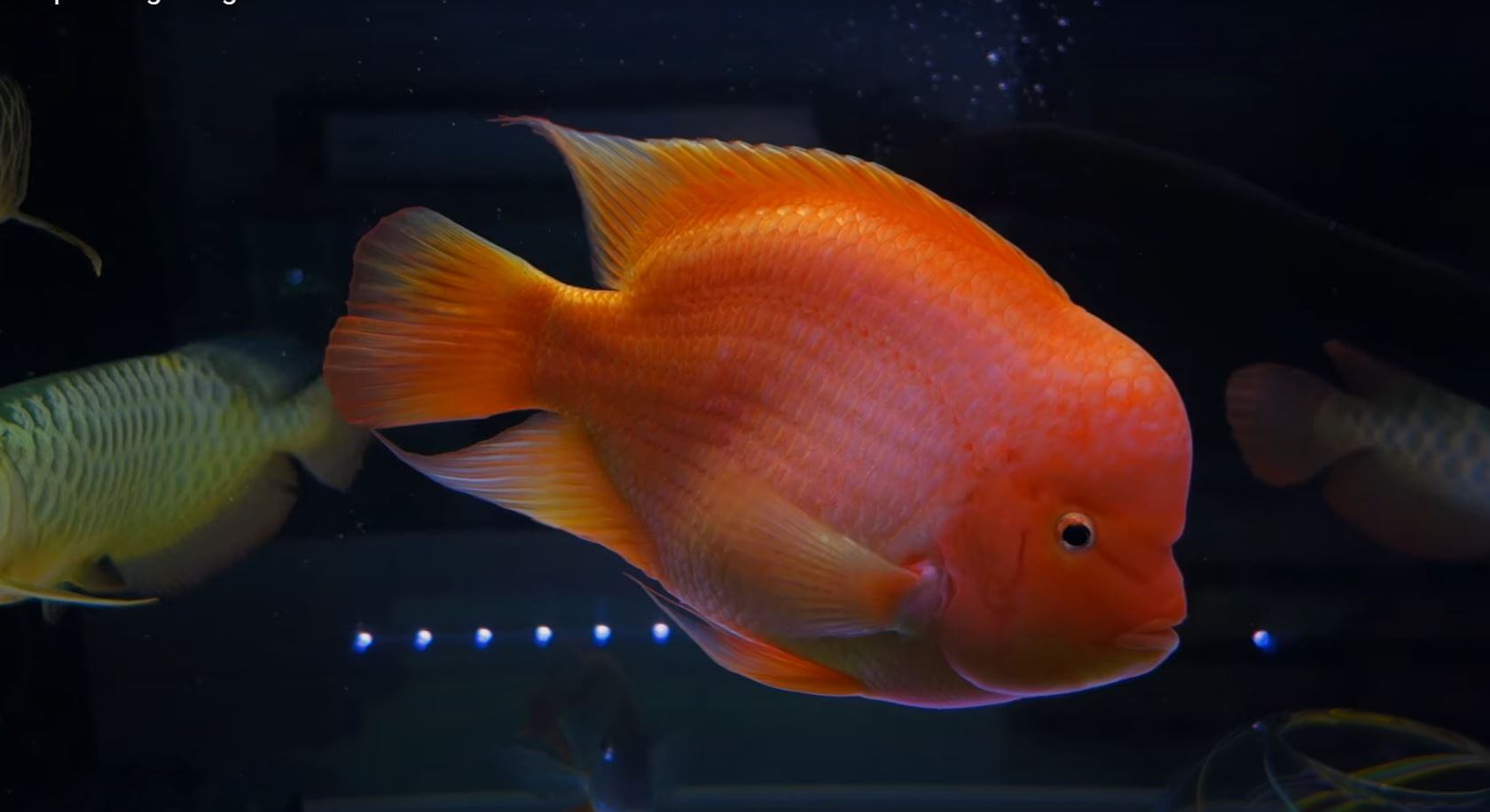 如何养好鹦鹉鱼身上的白点,鹦鹉鱼为什么身上有黑斑和烂尾