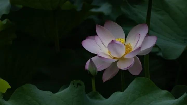 出淤泥而不染濯清涟而不妖行书,出淤泥而不染濯清涟而不妖意思