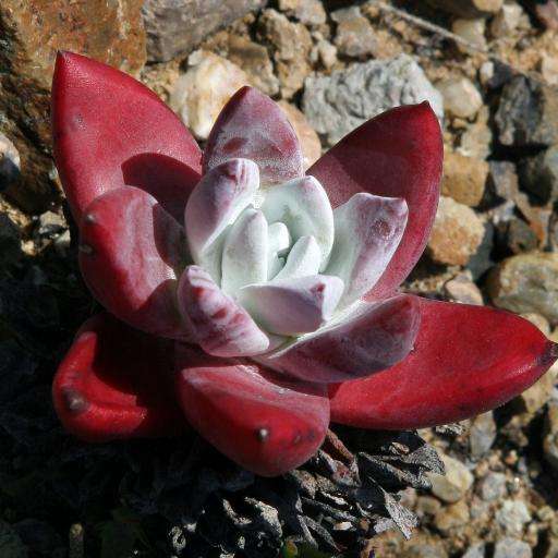 1000种多肉植物图鉴大全大图,景天科1000种多肉植物图鉴