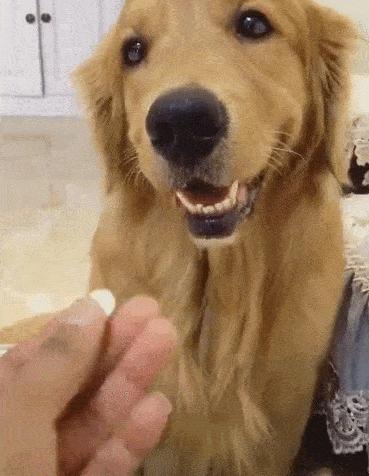 狗狗不吃药有什么妙招,狗狗不吃饭该吃什么药