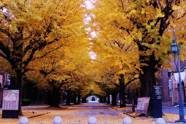 日本留学生行李整理小贴士,日本留学带什么行李最好