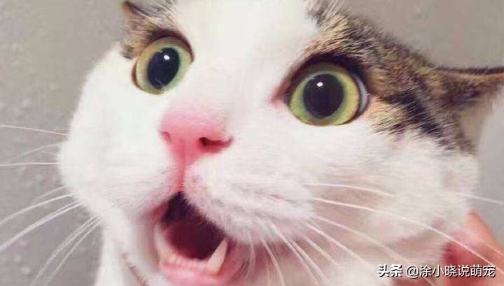 辟谣猫咪并非黑夜都能看得清,猫咪辟谣