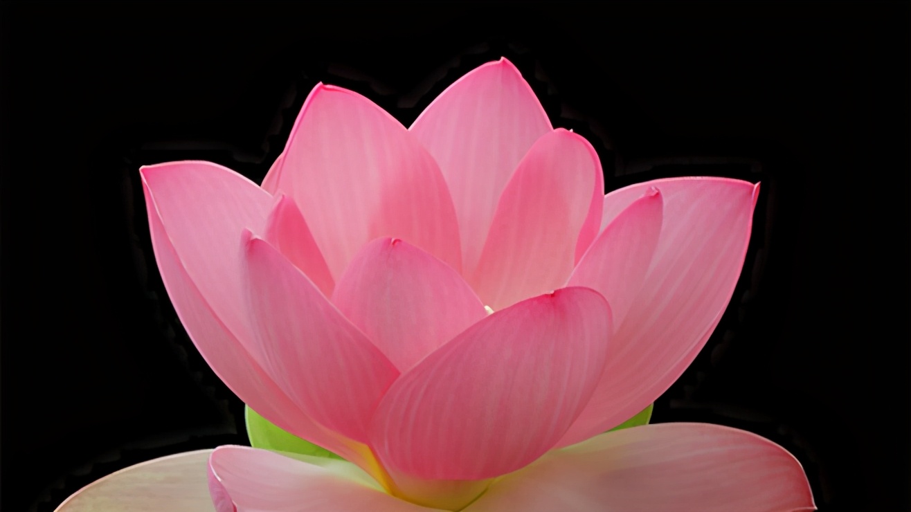 杜甫绝句中描写荷花的诗句,爱莲说中有几种描写荷花的诗句