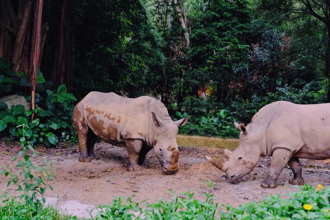 广州长隆最省钱玩法,最实惠广州长隆攻略