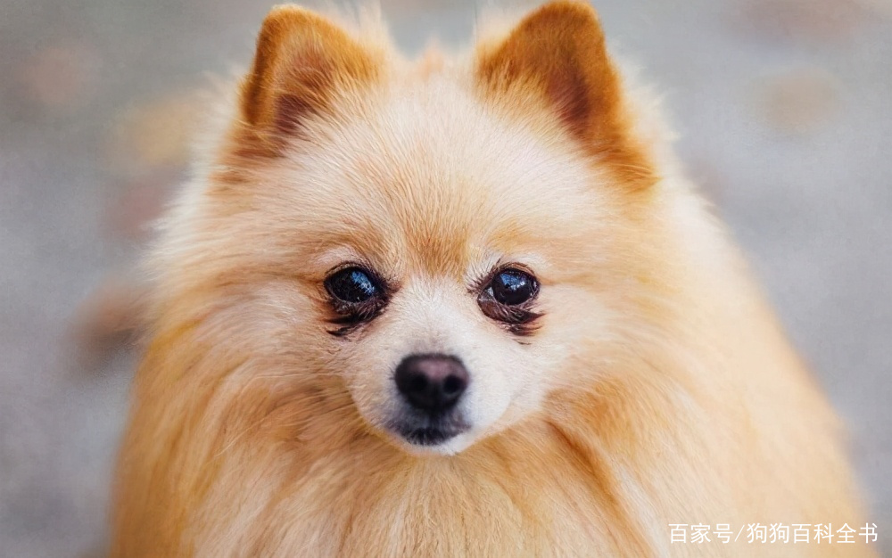 博美泪痕去除药有哪些,给博美去除泪痕五个简单办法图