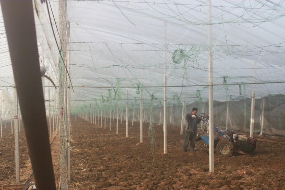 大棚蔬菜管理技术图解,大棚蔬菜管理十大技术