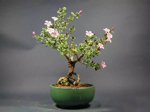 养花新手老养死花,献给那些总把花养死的人