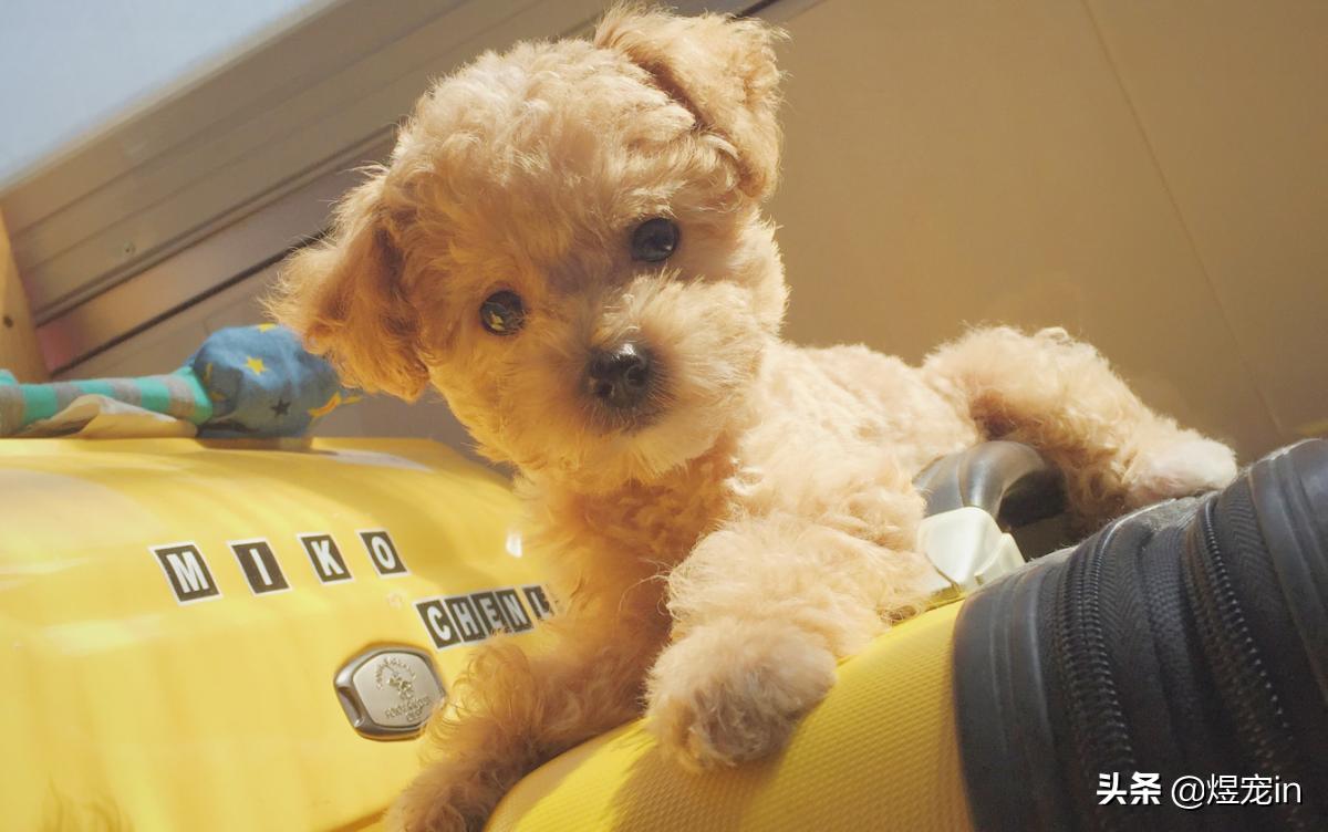 泰迪大便有果冻状粘液是怎么回事,泰迪大便成形带粘液怎么回事