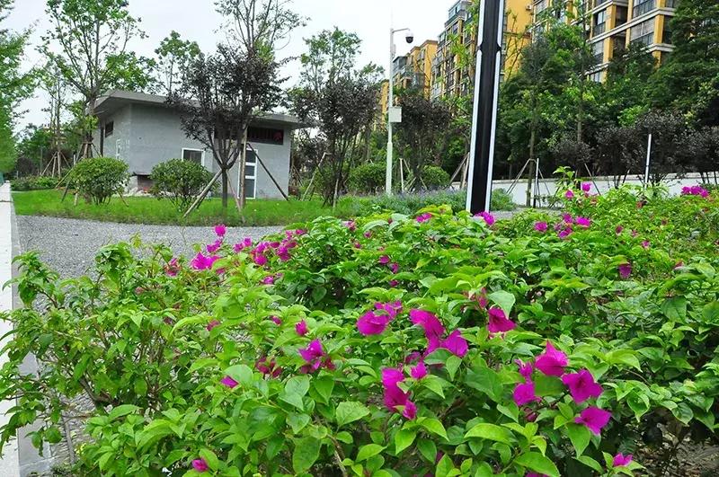双流区城市森林公园,你生活的城市什么样