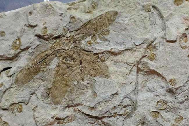 蟑螂的生命力到底有多顽强,蟑螂生命力为什么那么强