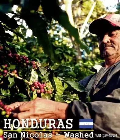 中美产量第一，为何感觉我们都不常见到洪都拉斯咖啡？