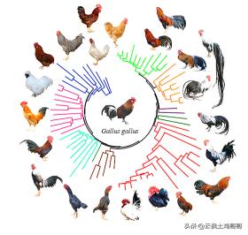 养鸡新城疫最佳配方,经典的养鸡户常用病毒类药物配方