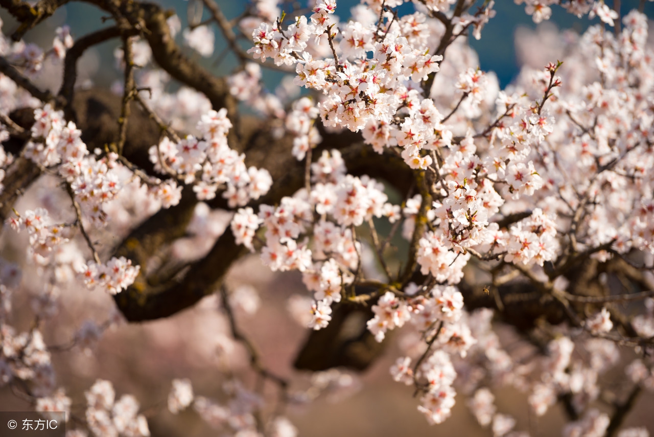 二月春风似剪刀玉树临风,二月春风似剪刀千树梨花开