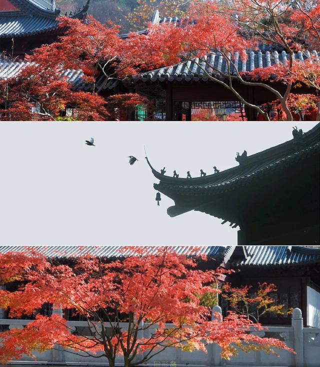 南京秋天旅行攻略,来南京体验秋天浪漫