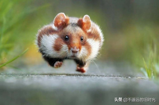 10种最可爱的动物让你爱不释手,10个令人大开眼界的动物