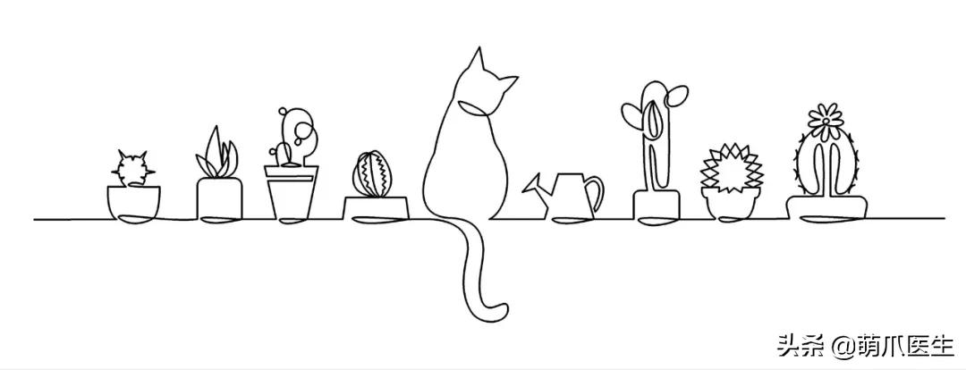 养猫能养啥花草,养了猫还可以养兔子吗