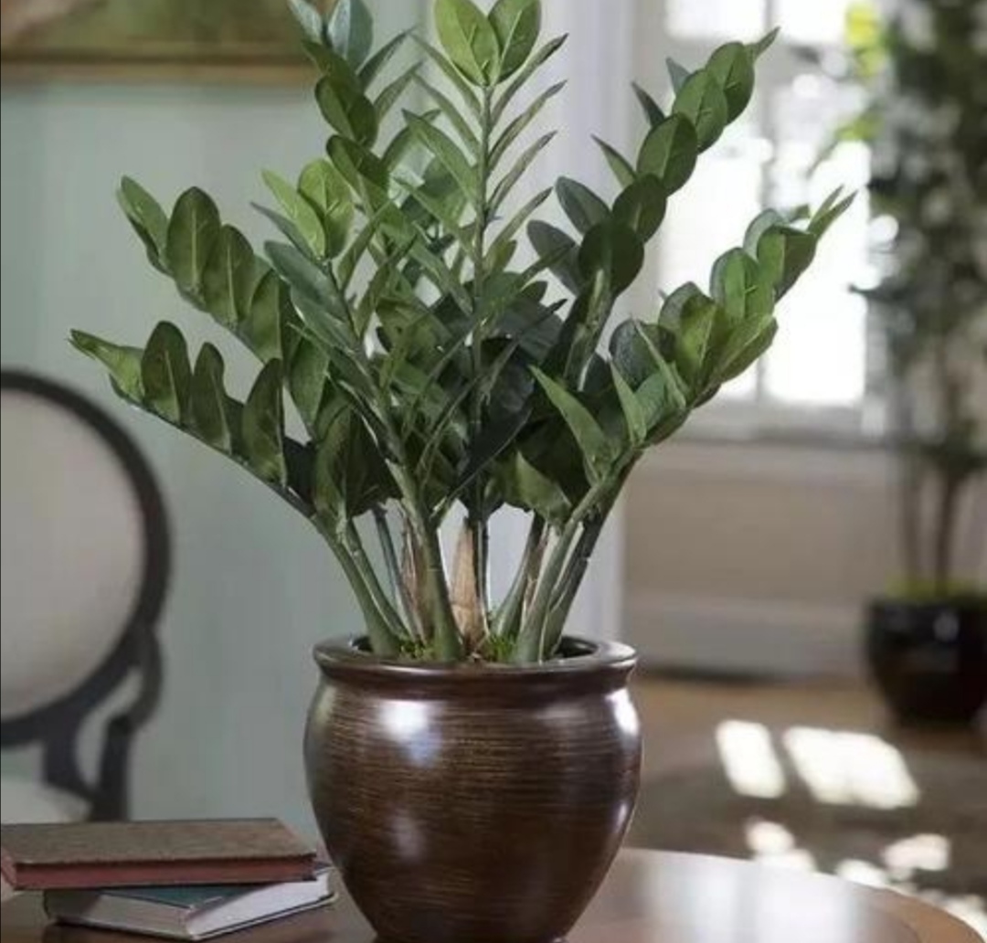 养金钱树花小窍门方法,金钱树怎么养才能长得旺盛