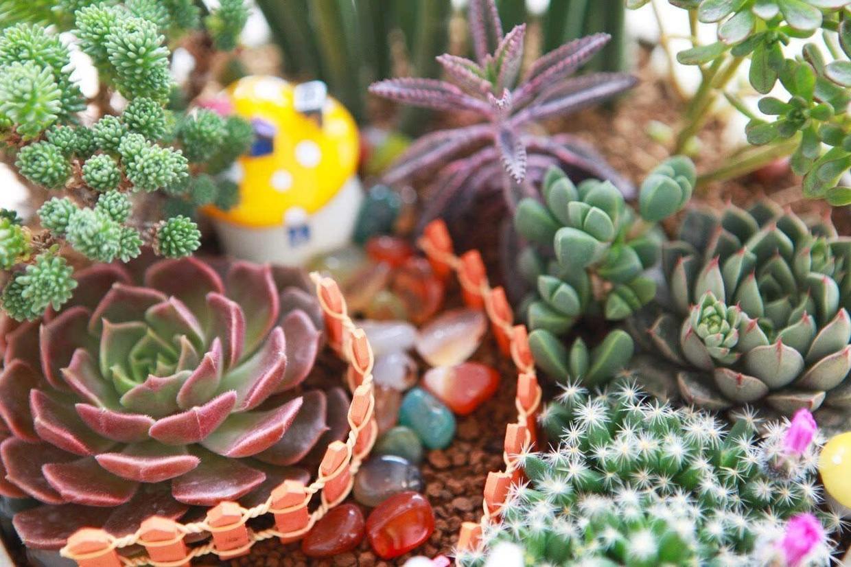 气温高的夏天多肉如何养护,高温夏天多肉怎么养出状态