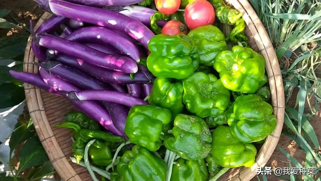 茄子怎么育苗是正确的,茄子育苗出来需要多高温度