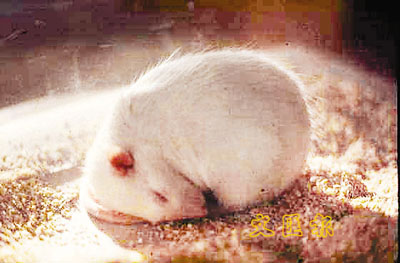 佛家打坐入定真的存在吗,佛家入定为什么要打坐