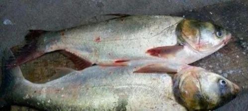 钓草鱼和钓鲢鳙哪个容易点,钓草鱼和钓青鱼的区别图片