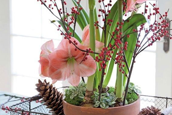 朱顶红叶子太长了怎么处理,怎么才能把朱顶红叶子养得宽短