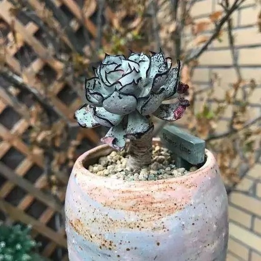 世界十大花卉排行榜名单,世界十大名贵花草