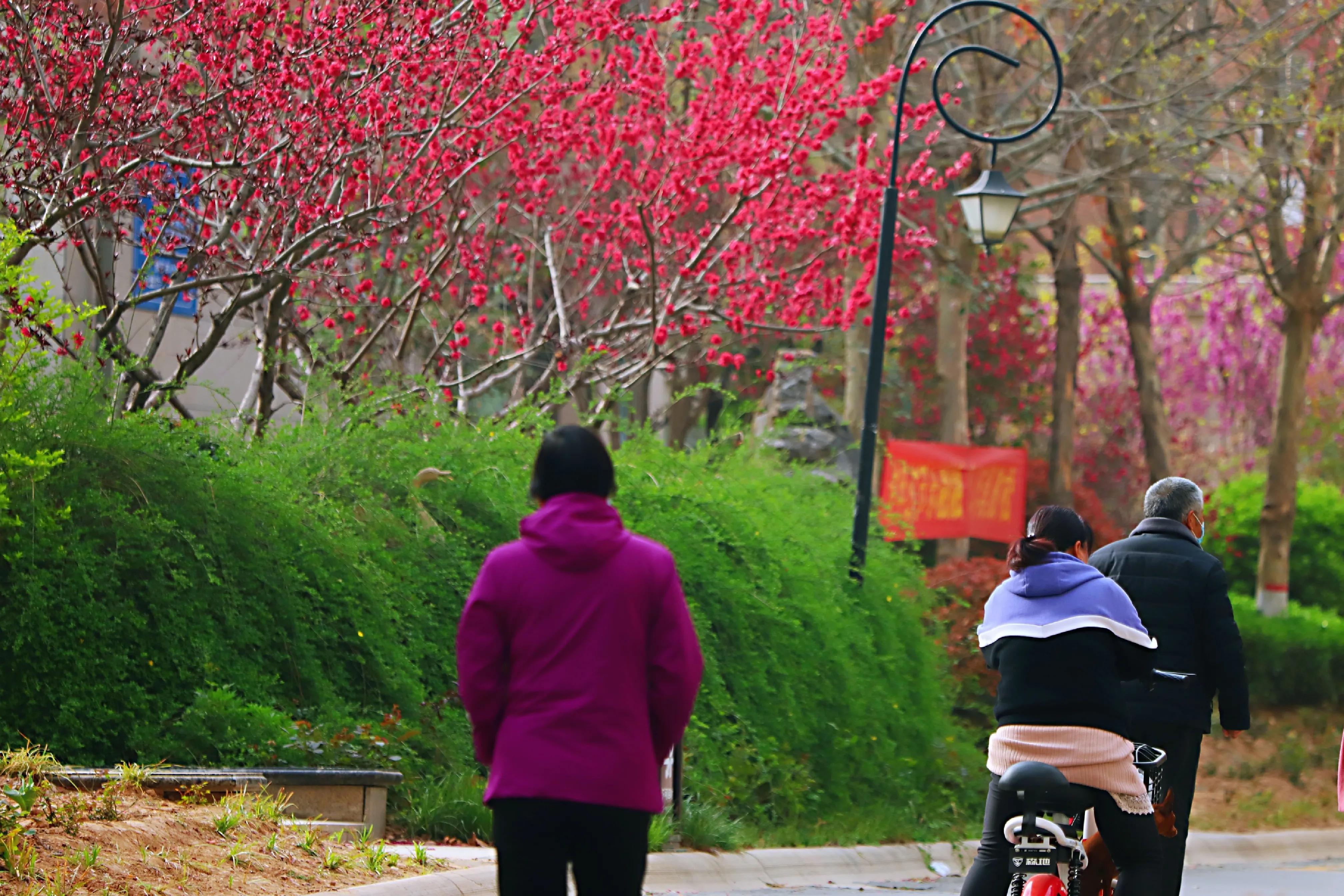 骏景花园116平米,骏景花园小区效果图