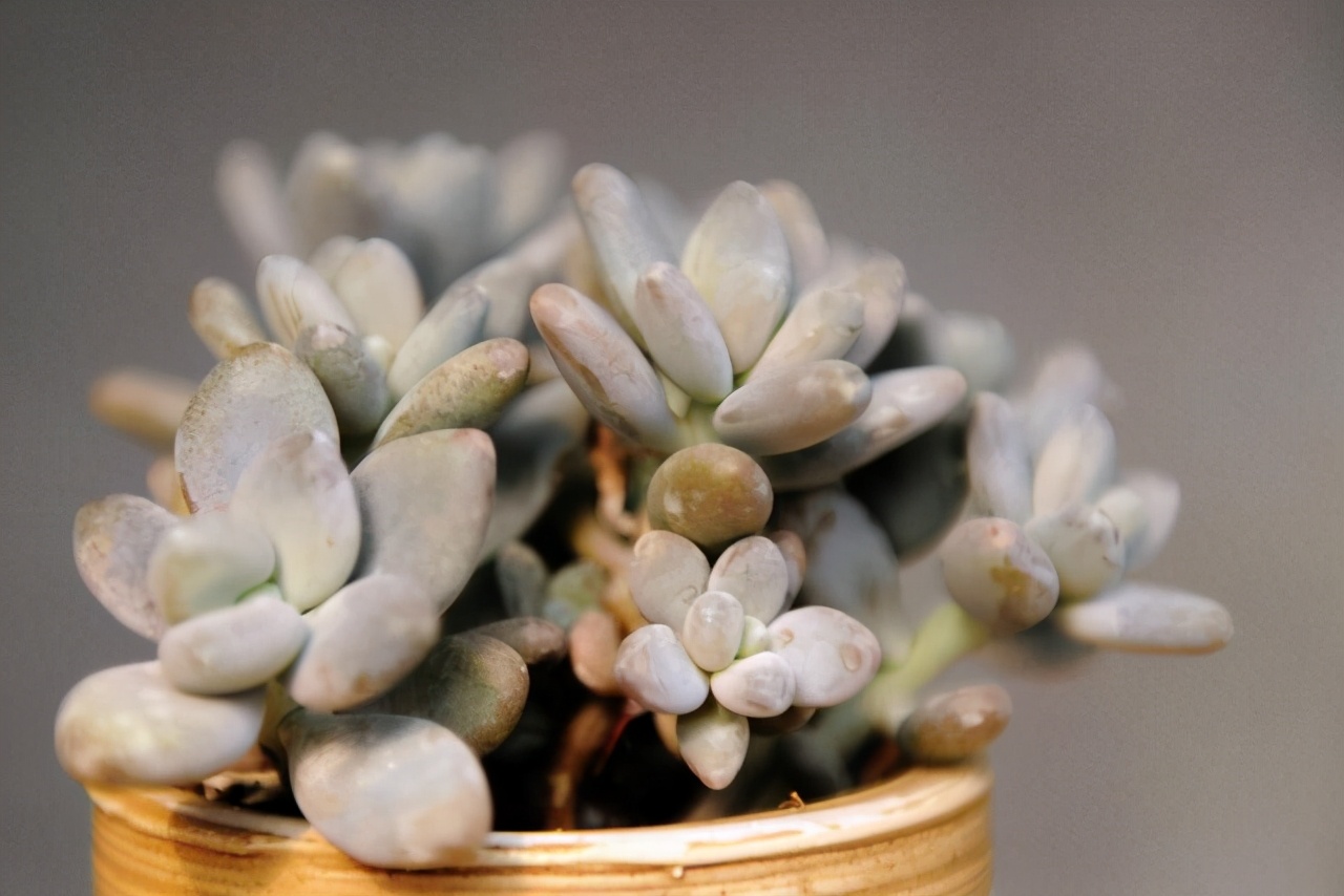 耐热多肉品种大全图片,夏季好养的多肉品种大全