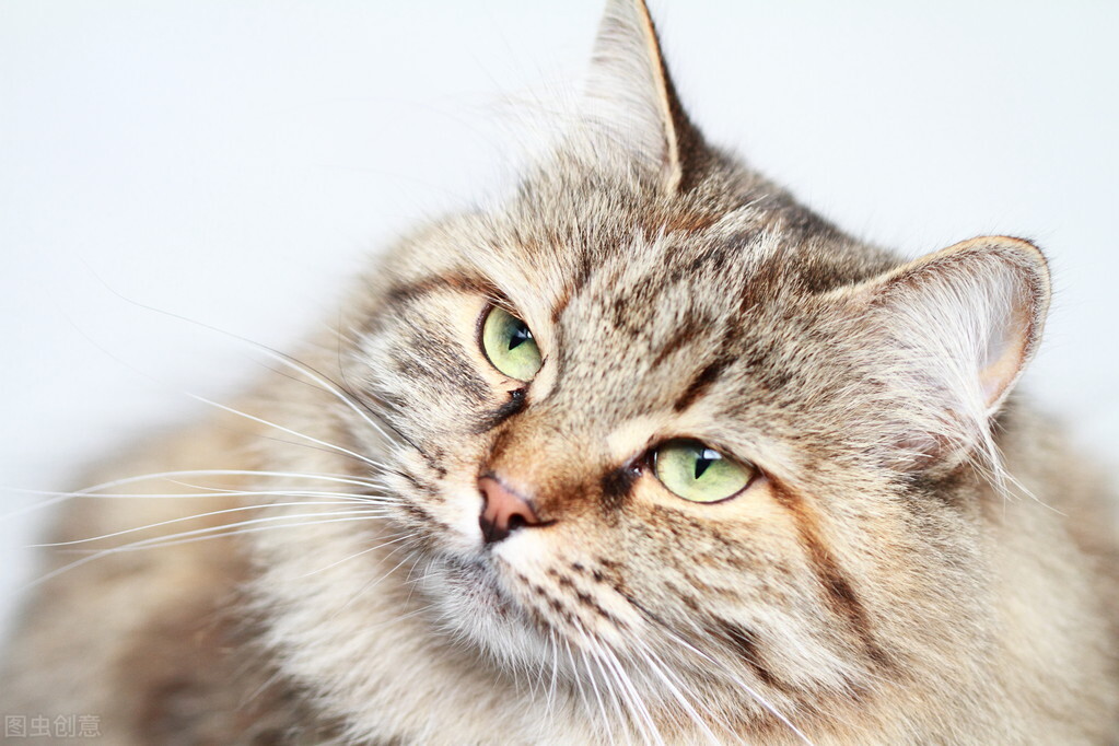 猫咪耳朵掉毛怎么办,猫咪耳朵到眼睛毛秃是怎么回事