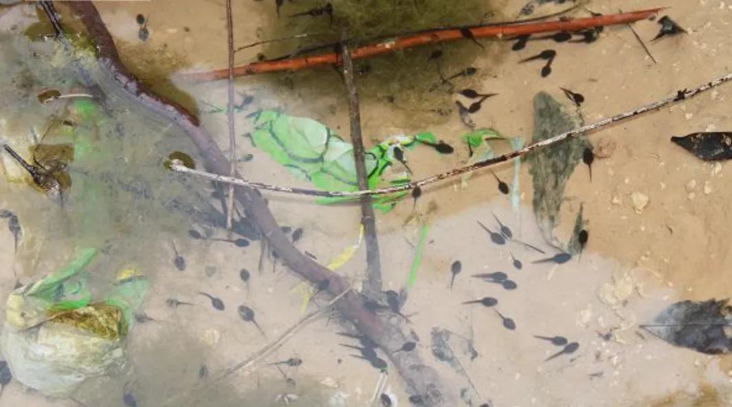 可爱的小蝌蚪视频,可爱的小蝌蚪三年级300字