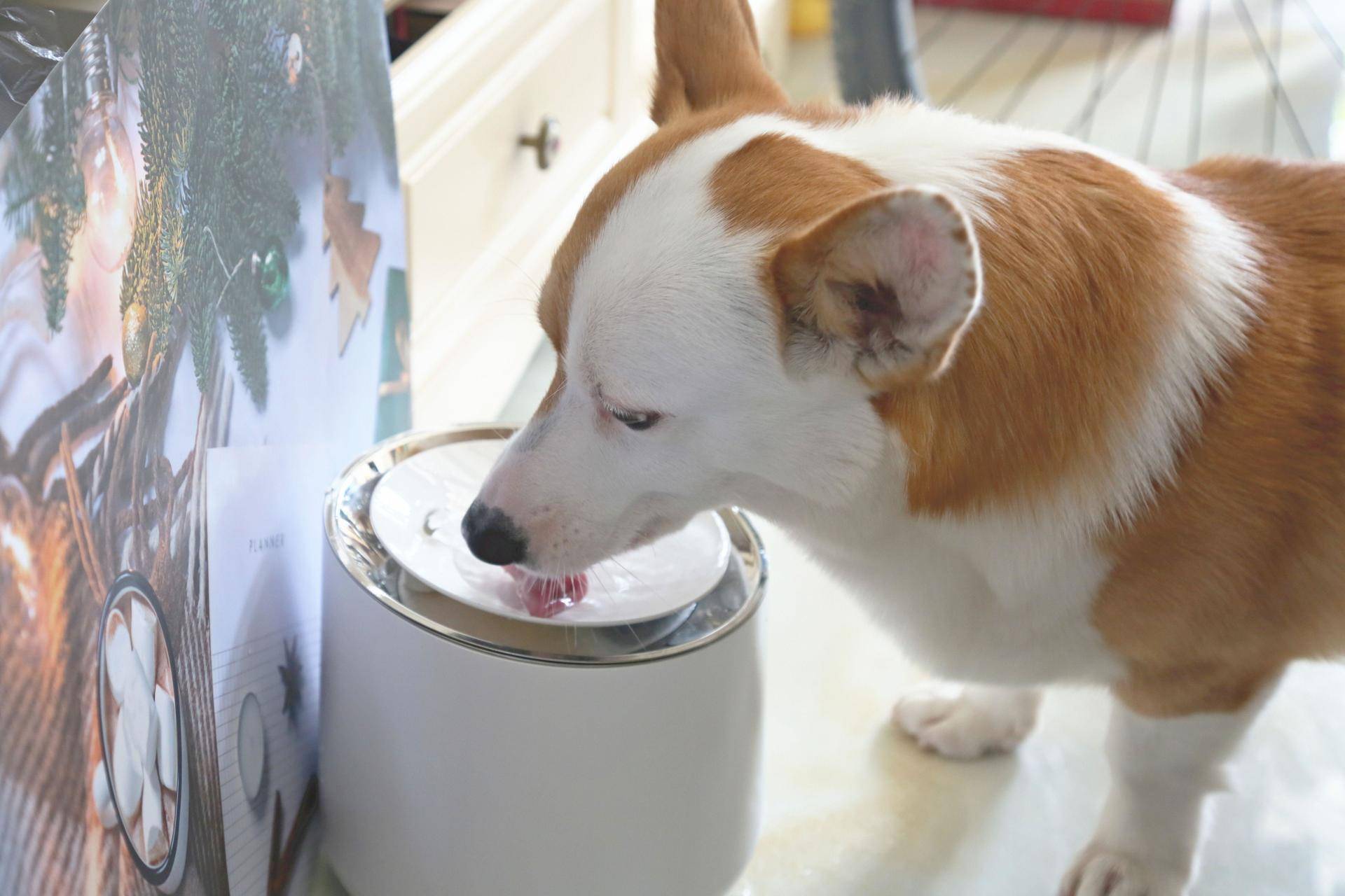 嗷喵喵宠物饮水机,嗷喵喵宠物饮水机怎么样