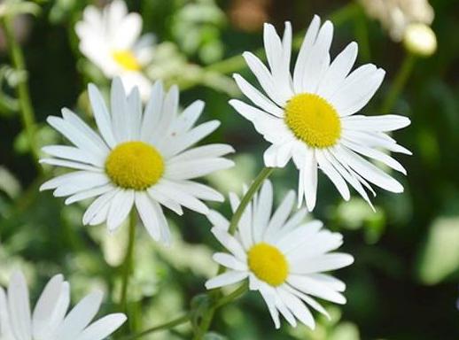 菊花花卉欣赏,菊花类的花好养