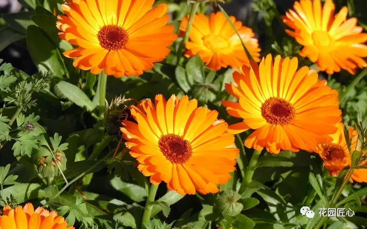 可以食用的花可制作的美食,100种可食用花的做法