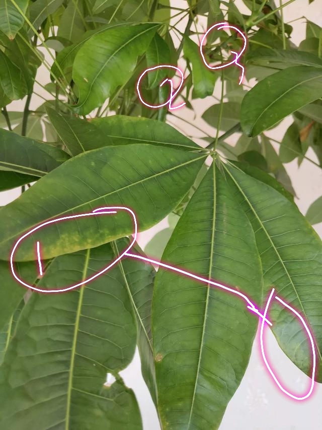 养的发财树黄叶特别多怎么办,发财树叶子发黄下垂发软怎么处理