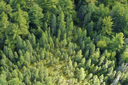 木屋住宅木结构建筑,为什么外国人喜欢建造木屋